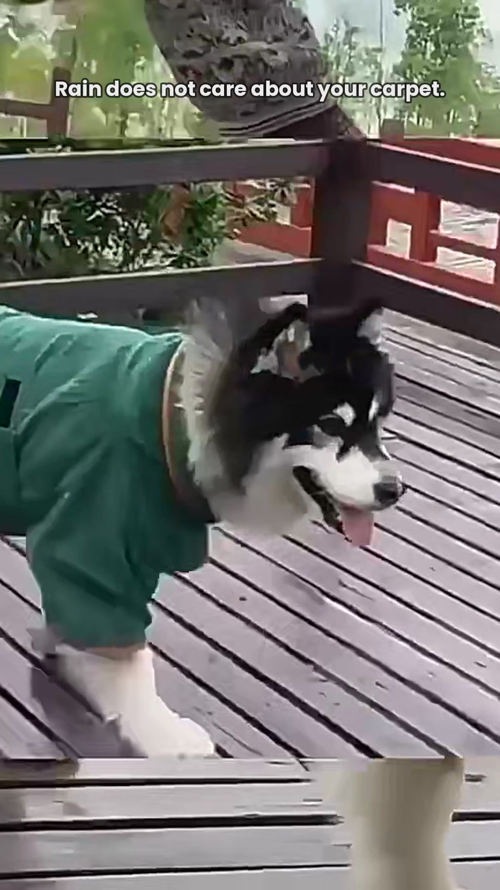 Real dog wearing the Zoomie Robe drying robe after a bath