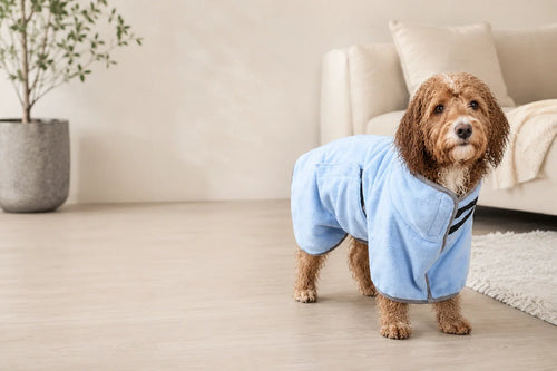Wet medium-sized dog wearing a sky-blue Zoomie Robe in a bright living room
