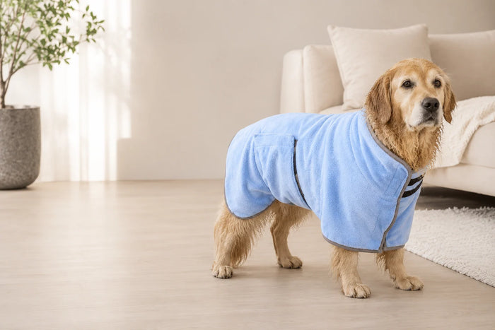 Large wet golden dog wearing a sky-blue Zoomie Robe at home