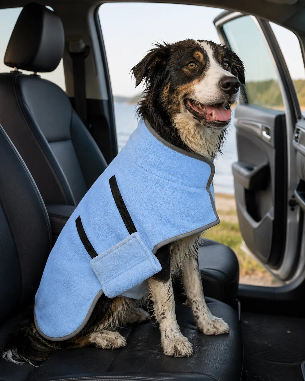 Wet collie sitting on a car seat in a light blue Zoomie Robe after a swim